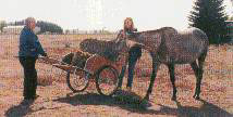 take hay to horses cart